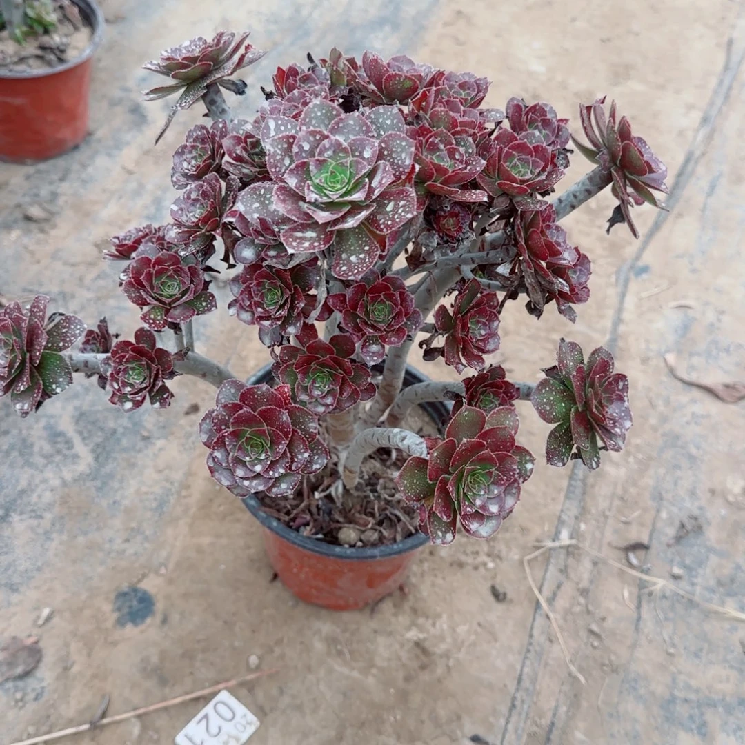 暖***羊灰豆344满20包邮断枝不包