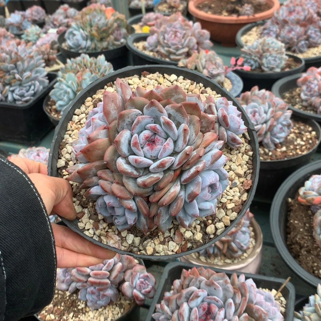 无花朵哈哈哈哈哈哈哈哈哈12