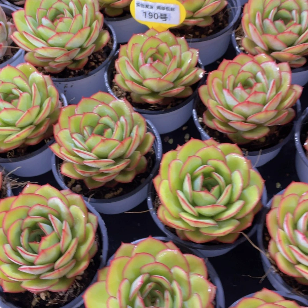 190号 宽叶牡丹亭单头一个