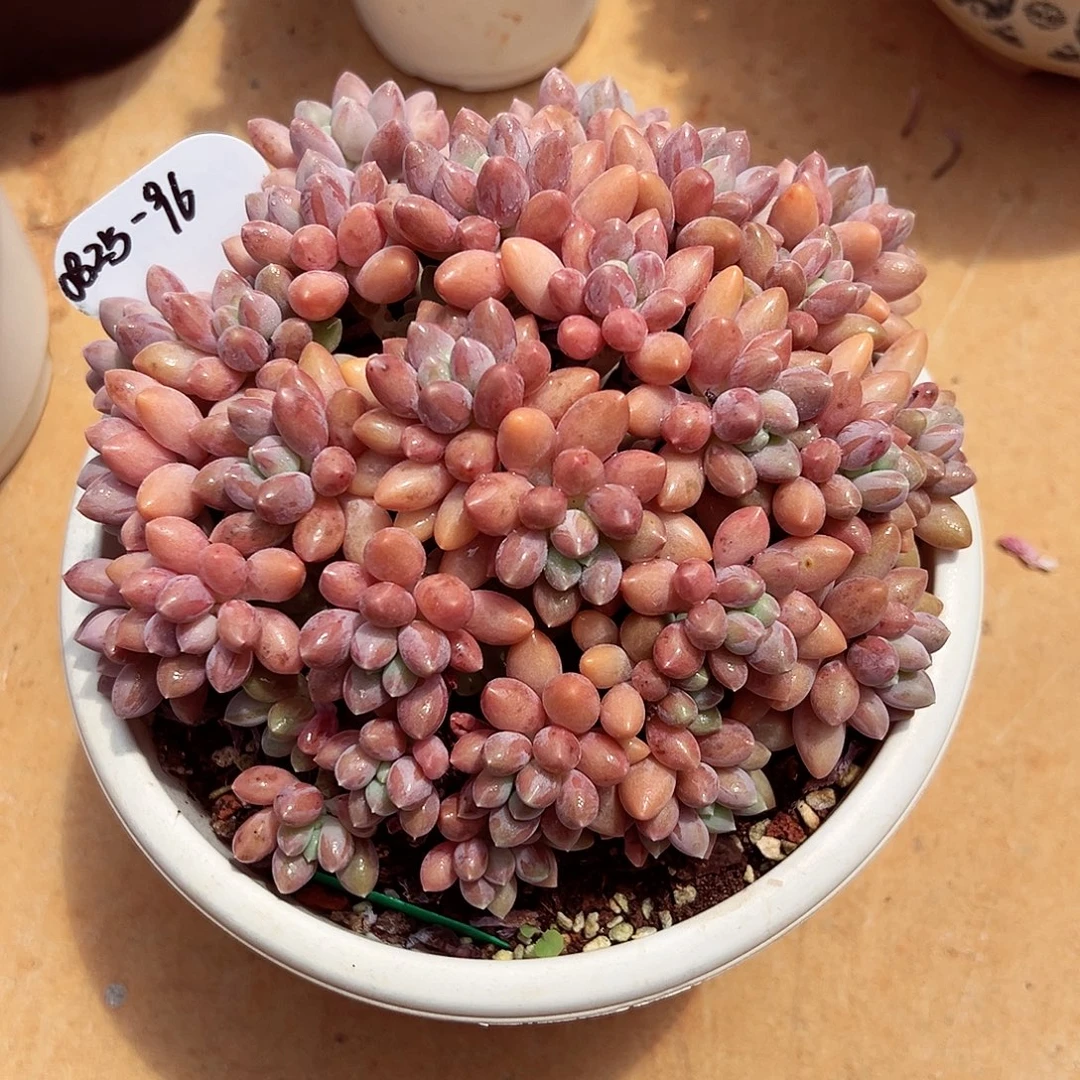 0825-96精品星黛露