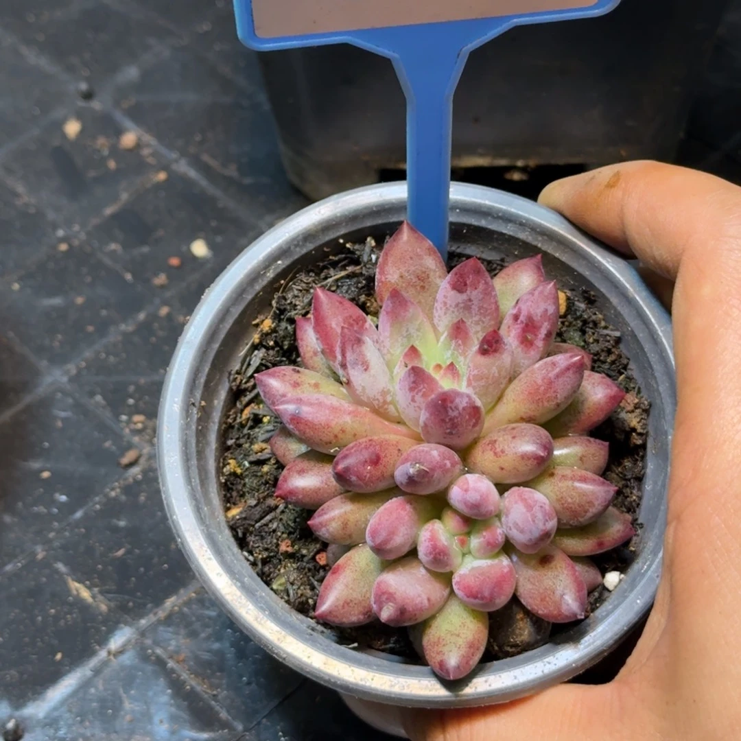 多肉植物虞美人075