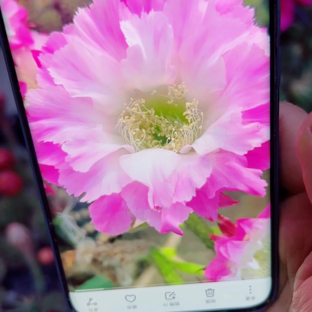 下1彩草少女歪无根侧芽3一4公分左右20包邮