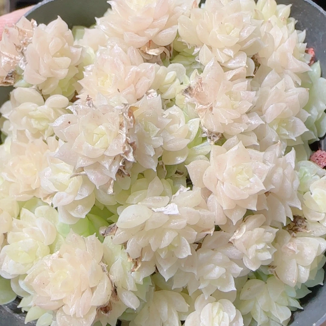 花语逸镜1114-143散