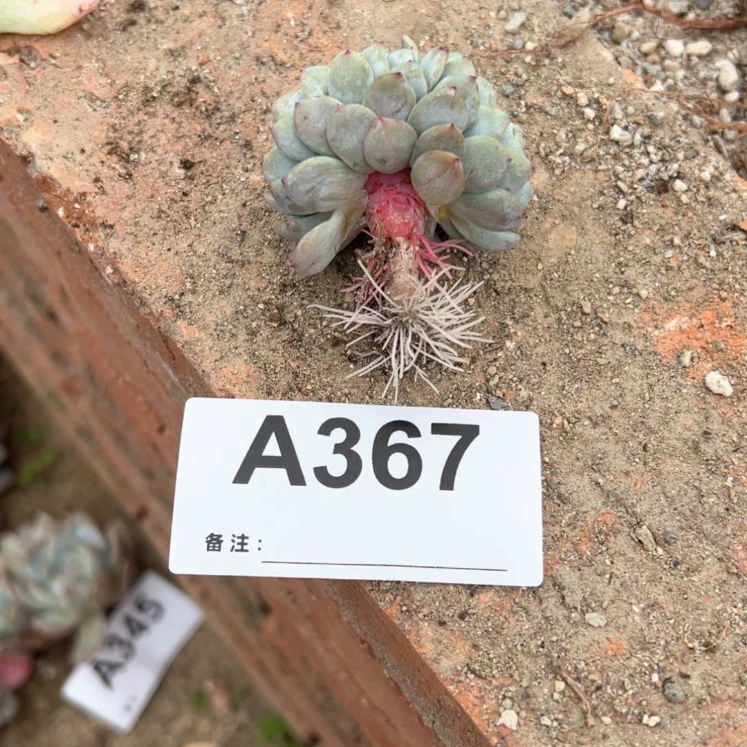 未**期367 多肉的人多肉多肉多肉