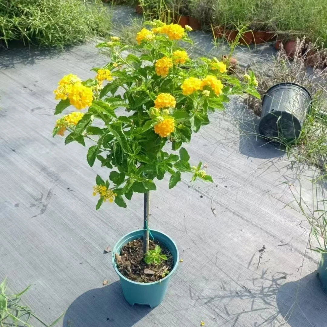 五色梅带花苞五色花盆栽小苗花苗棒棒糖 独杆紫色玫红色老桩混色