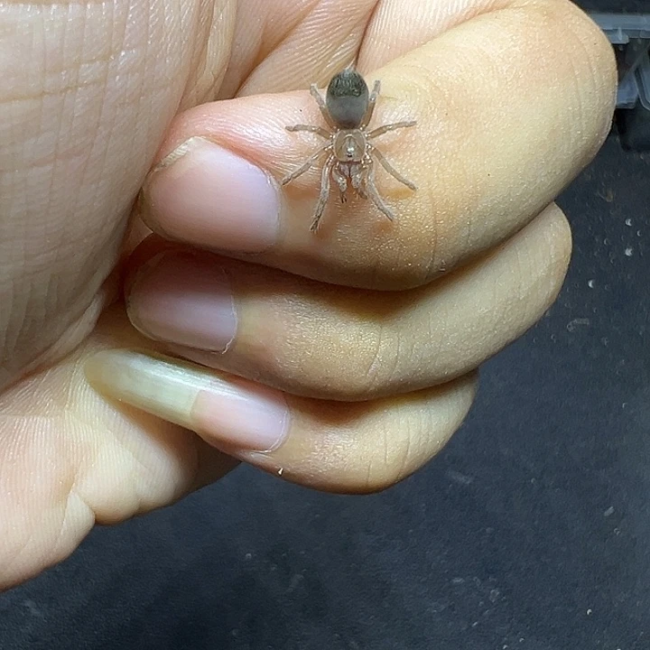 黑钻蜘蛛活体蜘蛛小母