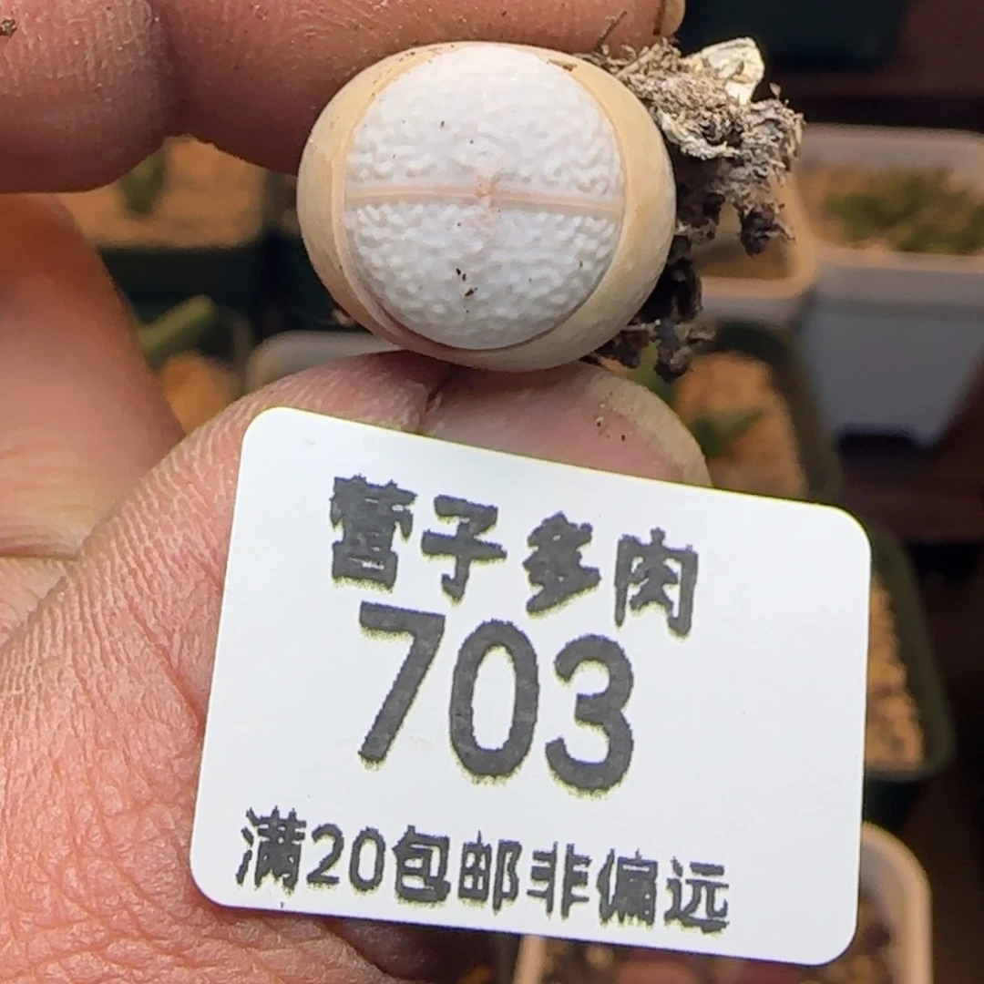 美****片高尔夫。