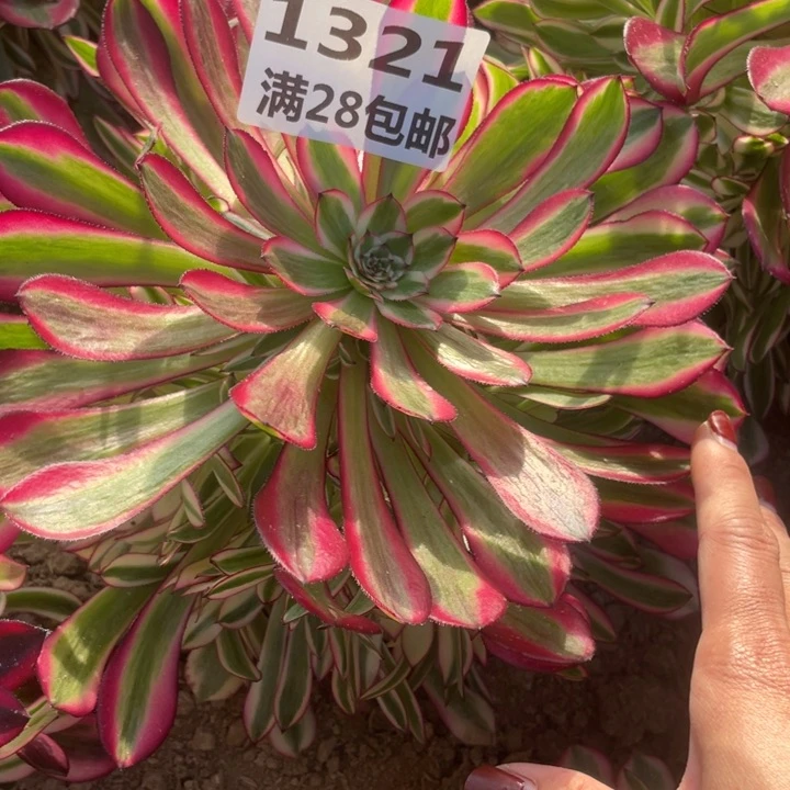 1321红铜鼓超白二号棚L