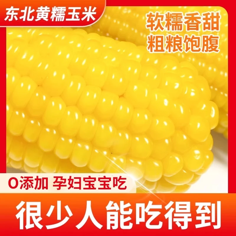 【可试吃两根】东北黄糯玉米当代餐糯玉米真空包装黏玉米整箱14根