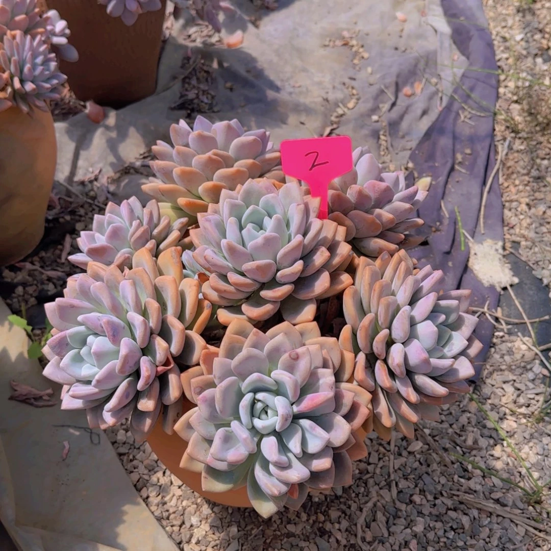 2奥普多肉植物物流