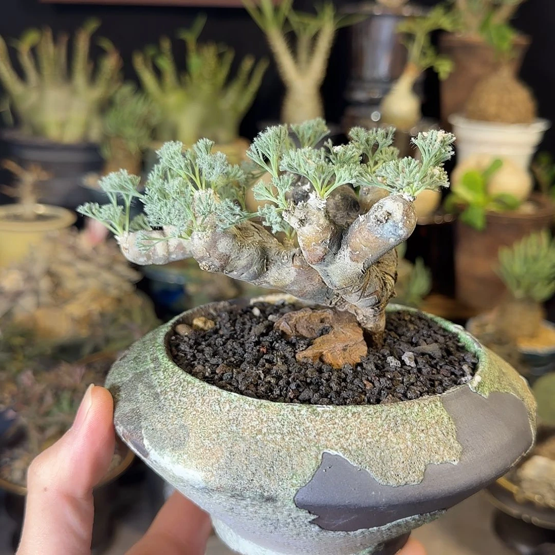 一物一拍黑皮月界12