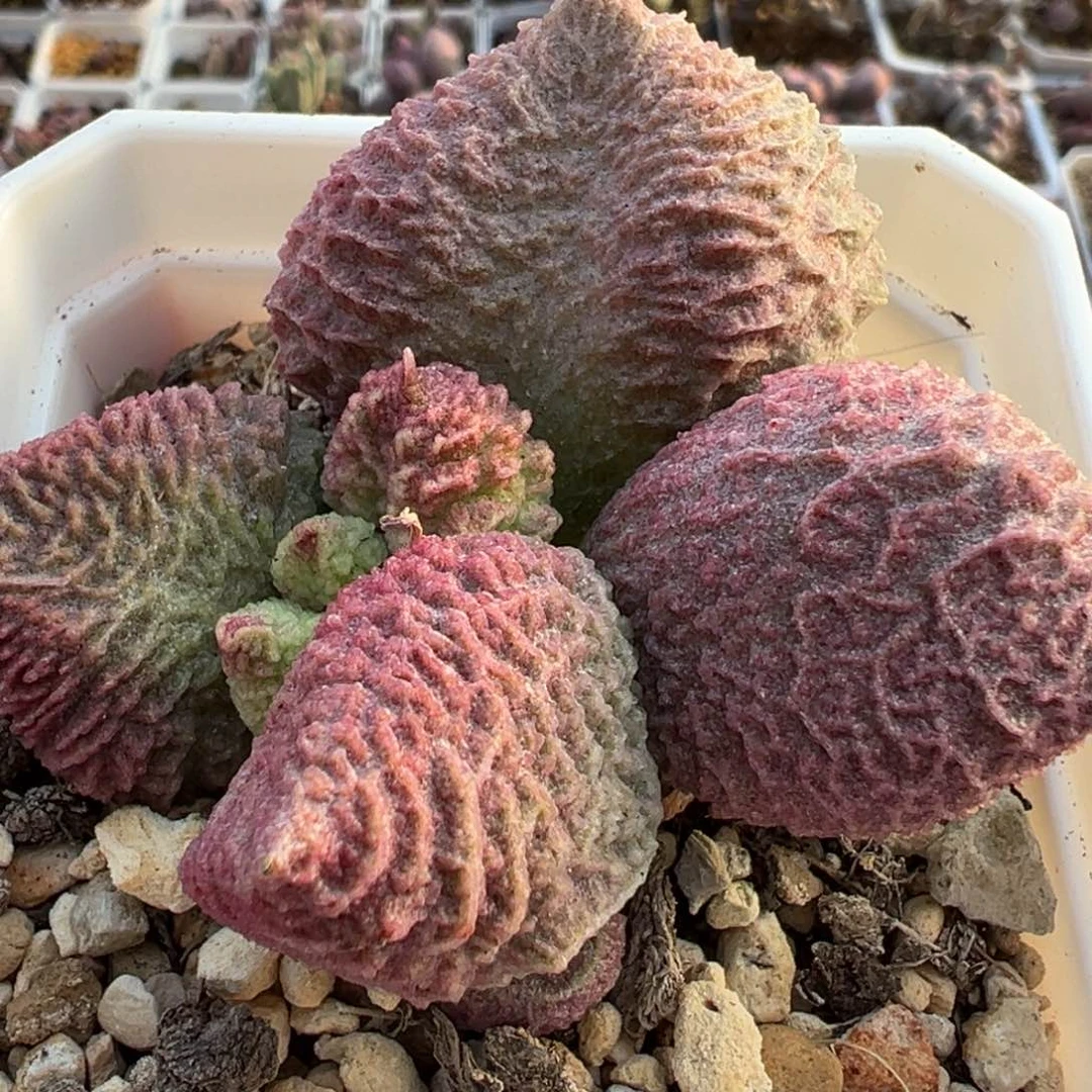 巨猪宝单头纯木质桩多肉植物