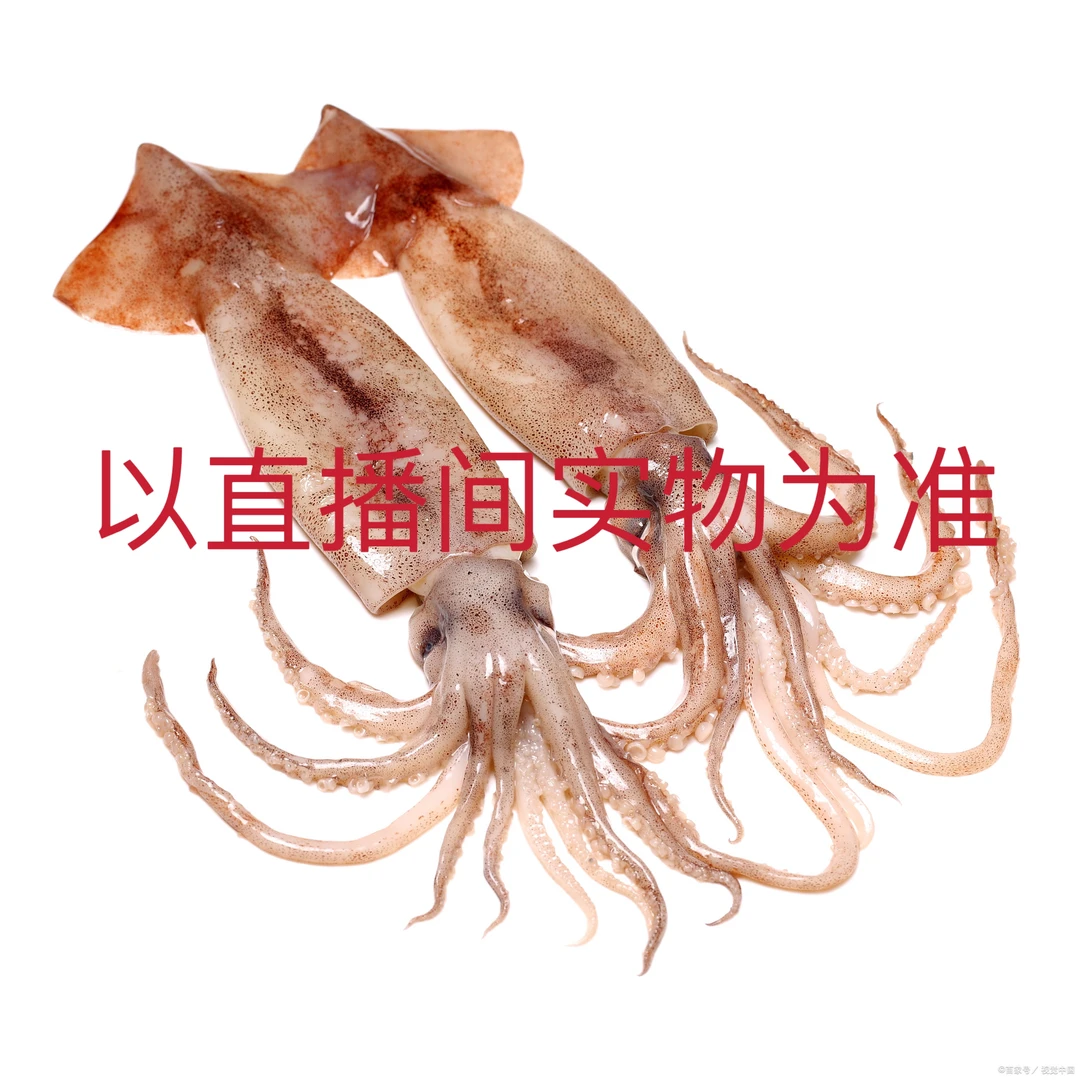 大连本地野生小鱿鱼 4斤顺丰包邮（小号）