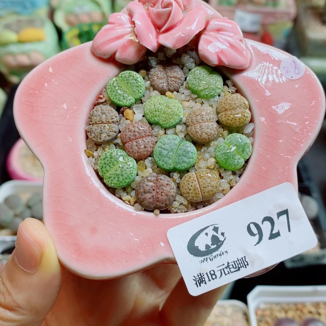 生石花花花花花花花927