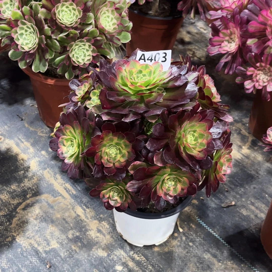 多肉植物安娜锦403多肉