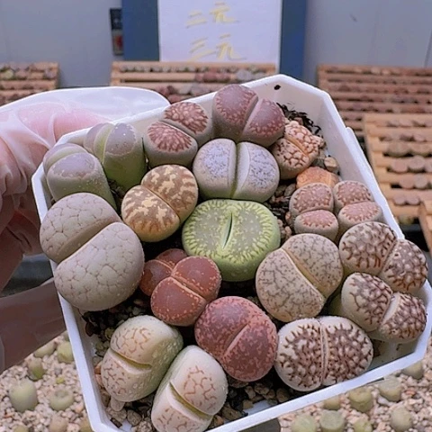 2190彩套特价带盆发货
