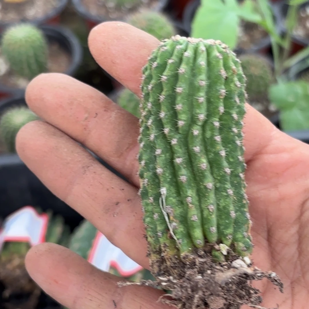 11号黑美人瑕疵球球