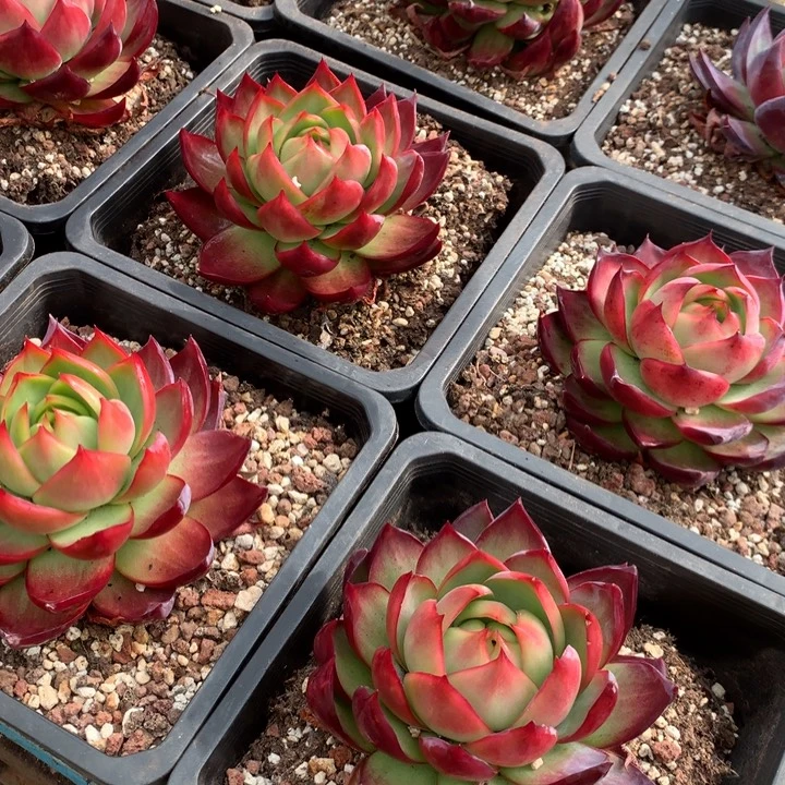 精品惊鸿仙子多肉植物两单包邮