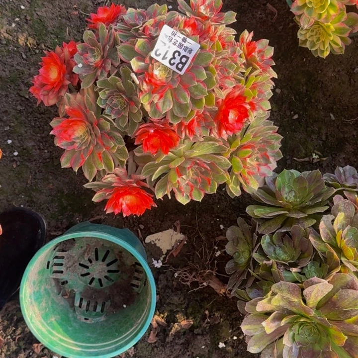 桐****黑魔锦花25-20包邮花花