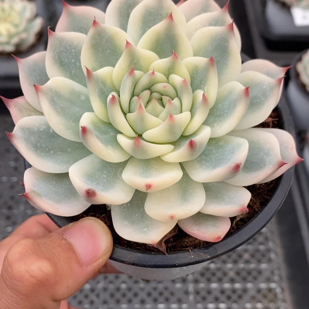 吉娃娃锦多肉植物A154