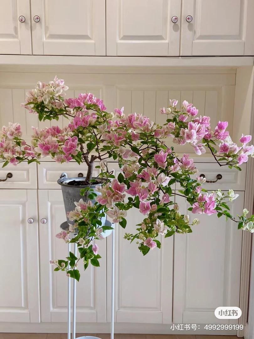 （漳红樱）四季勤花爬藤庭院植物