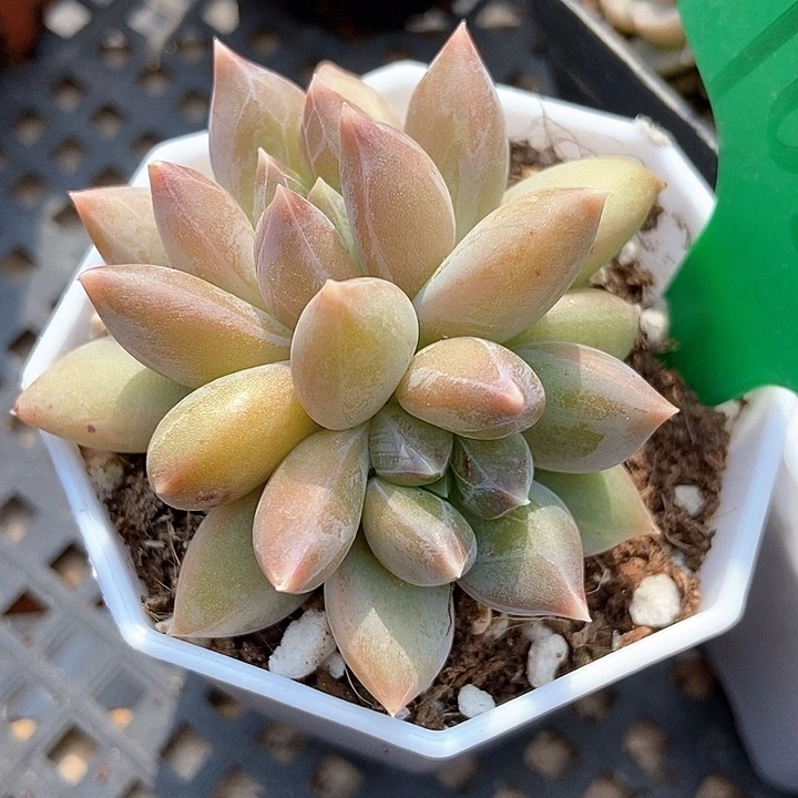 多肉植物重楼1026