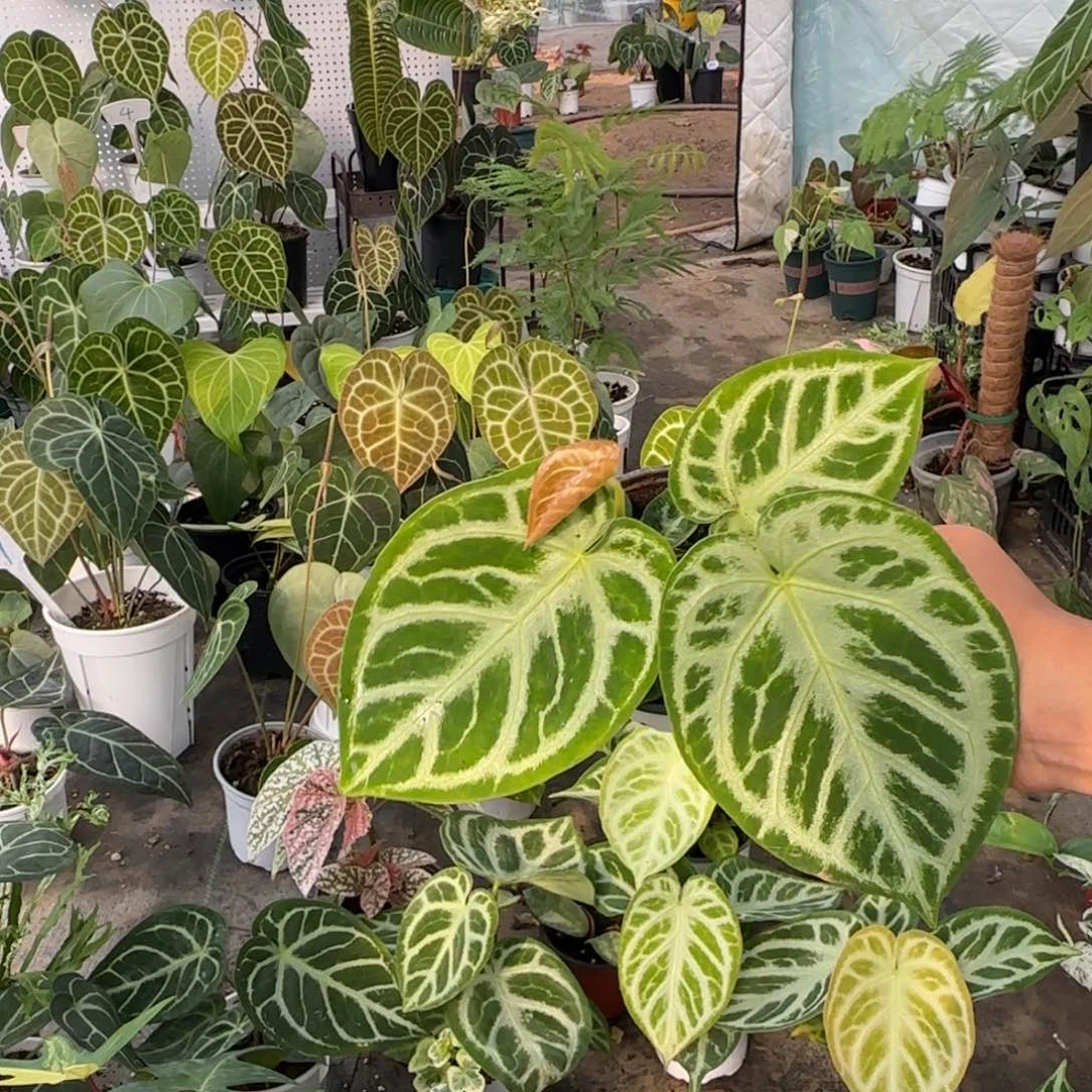 完全开放铜锣烧花烛