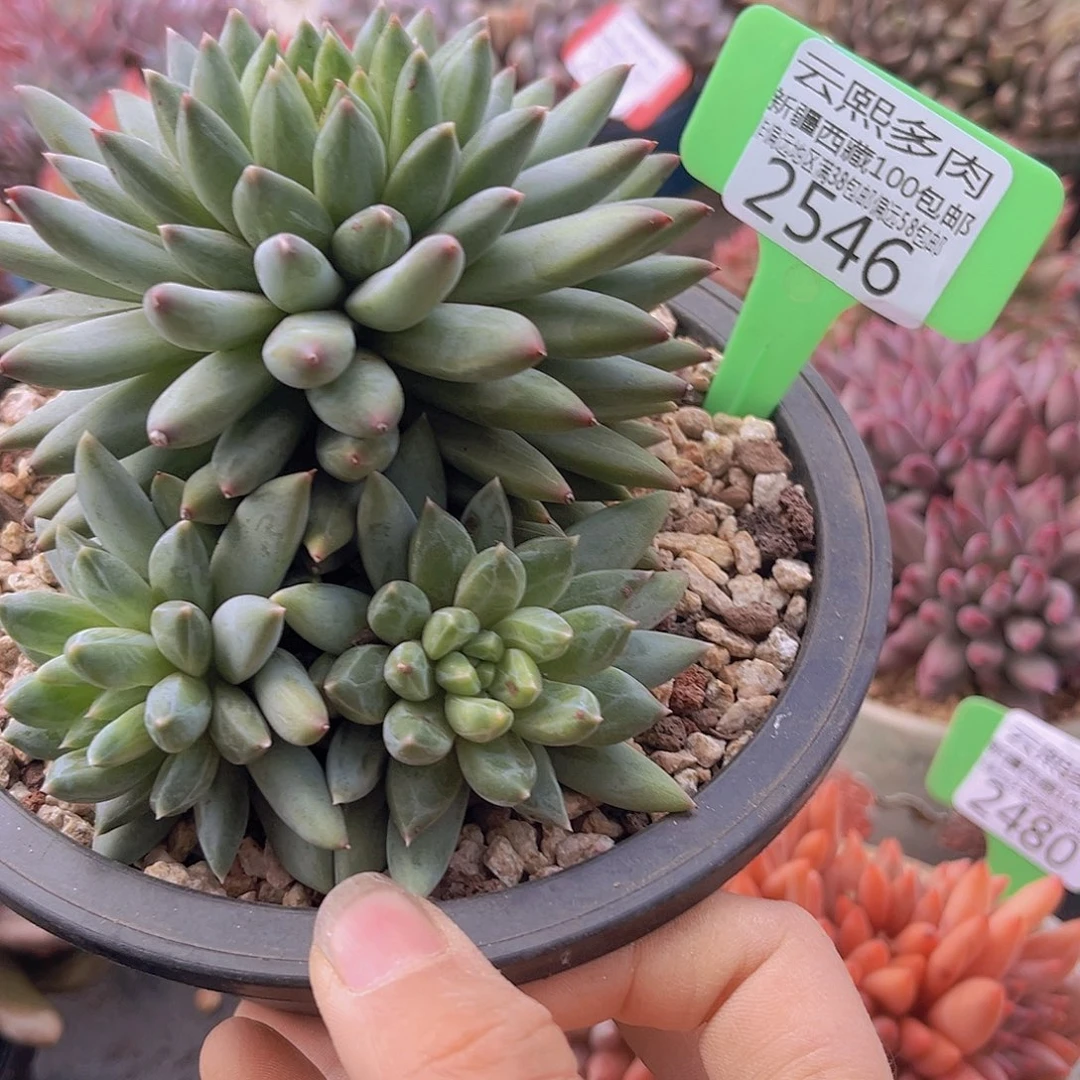 2546美人杂多肉植物