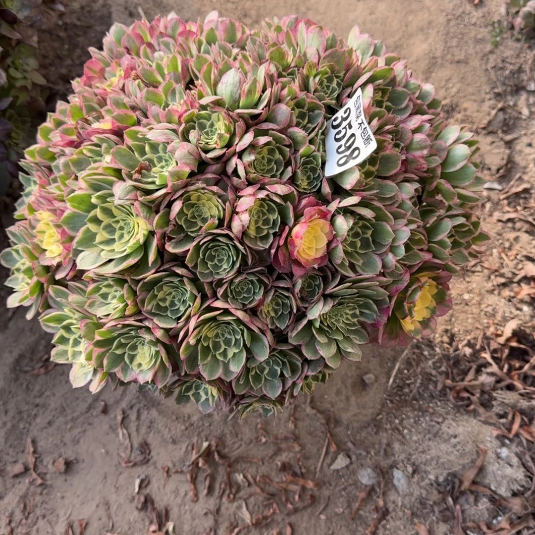 法师海仙3598 17-12