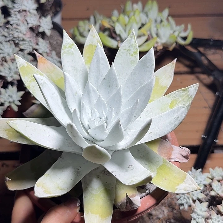乔***儿雪山多肉植物一物一拍