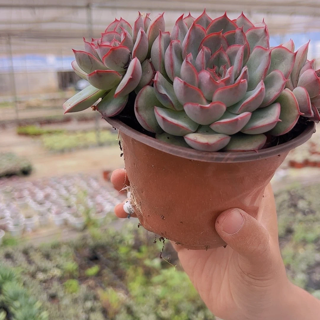 2盆猎户座 多肉植物