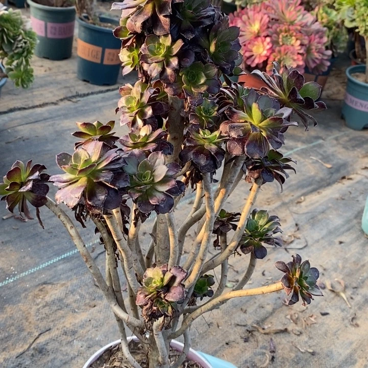 黑法16多肉植物法师法师