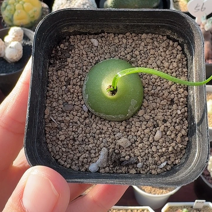 仓角殿仙人球12345