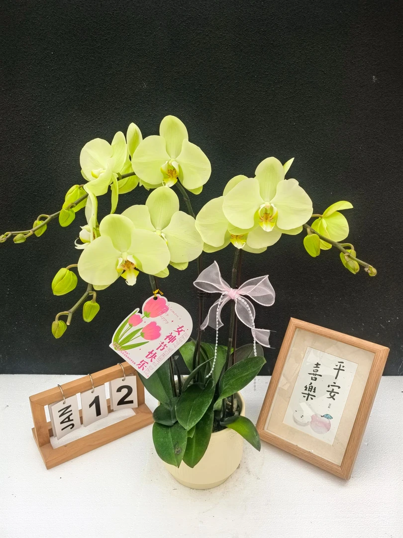 简香《薄荷》鲜花高端蝴蝶兰艺术组盆鲜花摆设高端花卉