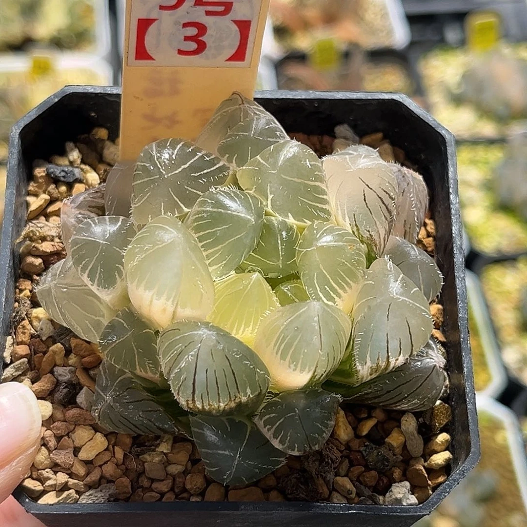 9-3糊斑三角赤线玉露锦