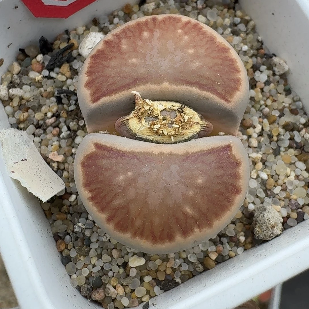 60多肉哈哈哈哈哈哈哈