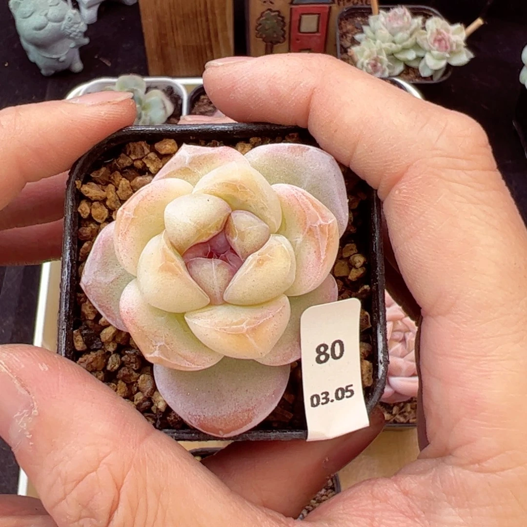 好好看80、哈哈哈哈