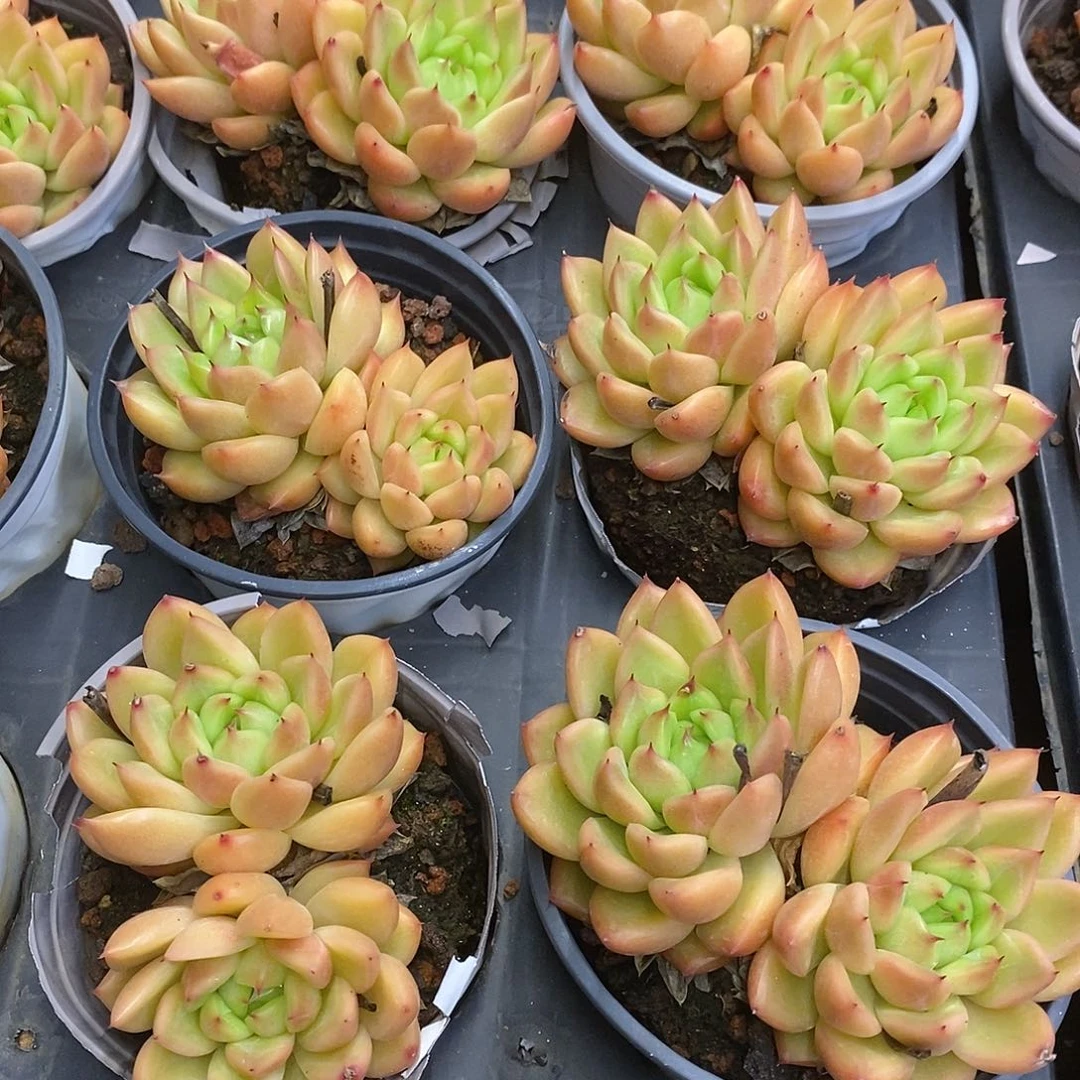 团。双头星空珍妮。福利多多