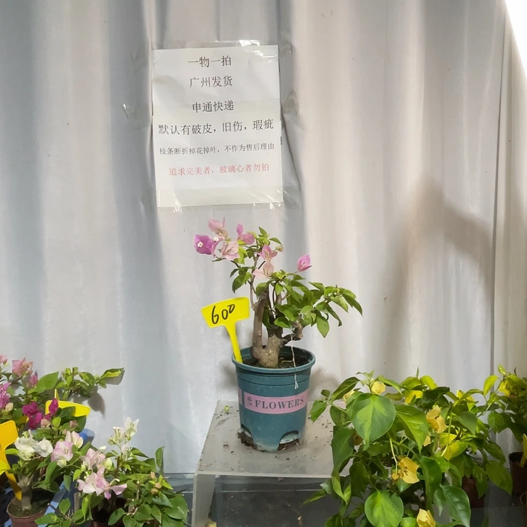 大部分开放少量花苞600章红樱桩