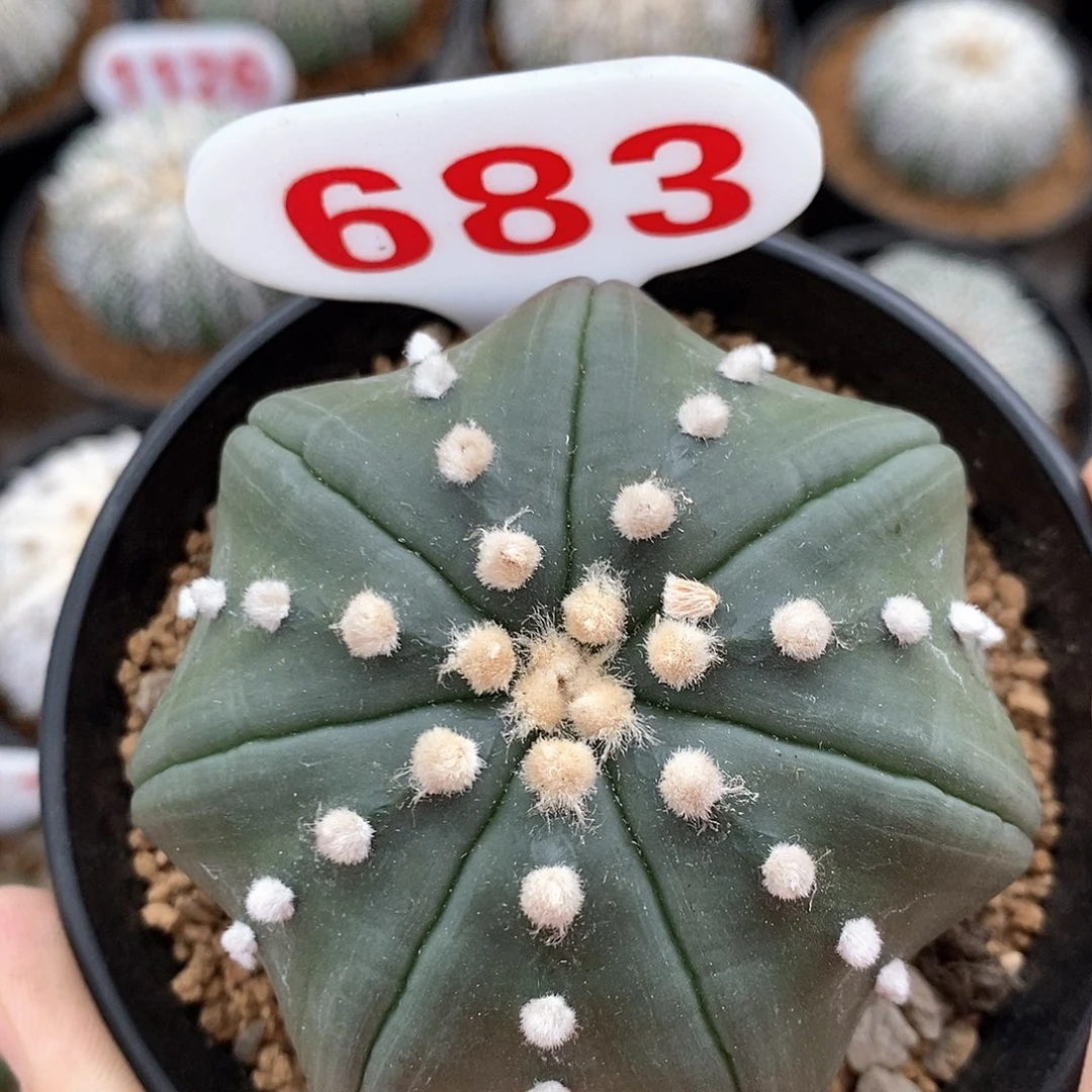 683琉璃指纹海星福利