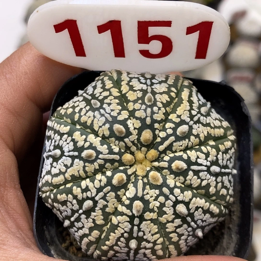 1151福利特价来了打