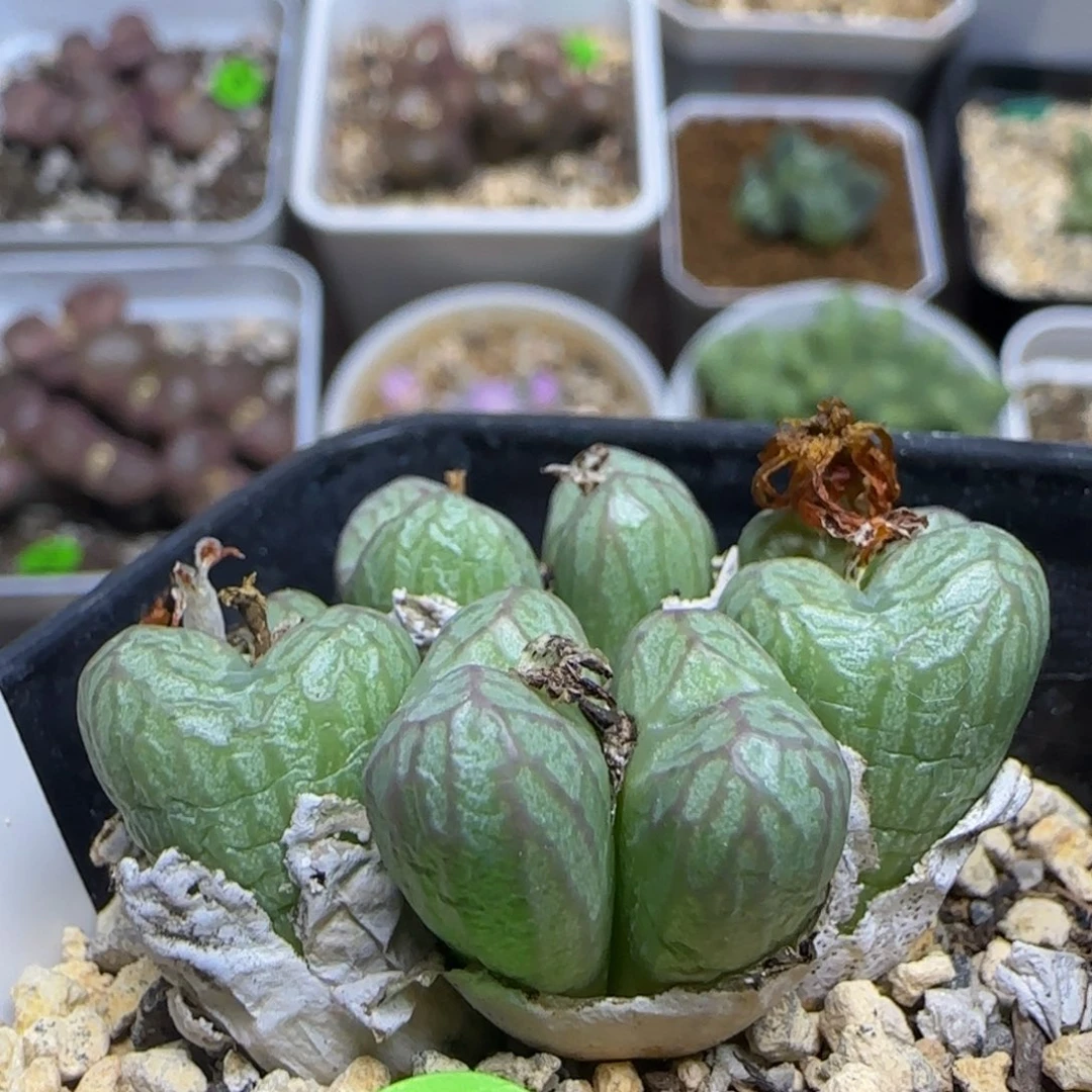 送奶工杂群生八头210