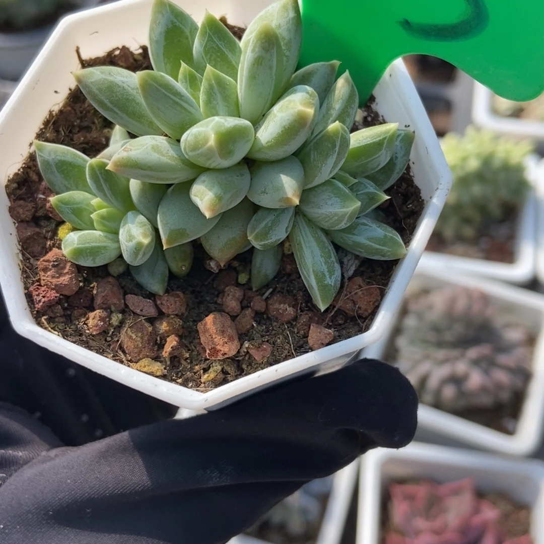 933伊丽莎白多肉植物