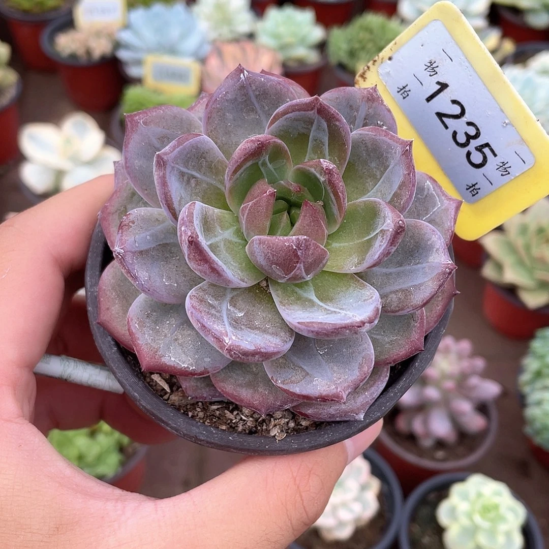 星***星1235号多肉植物盆栽