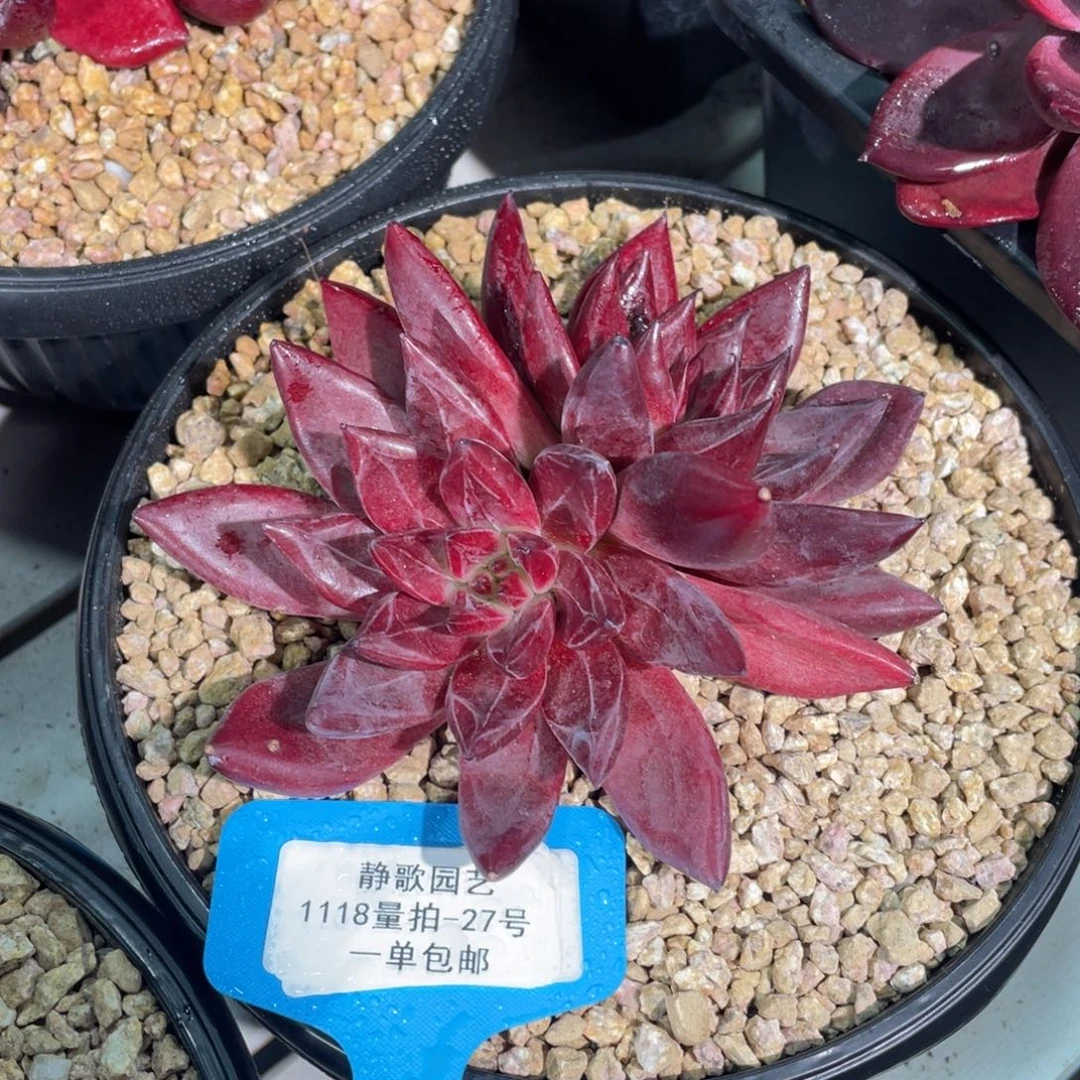 1118-27-恶魔灵魂大双头一颗量拍