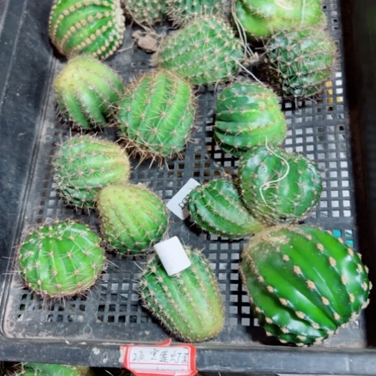 下98框拍无根侧芽歪斑小无售后