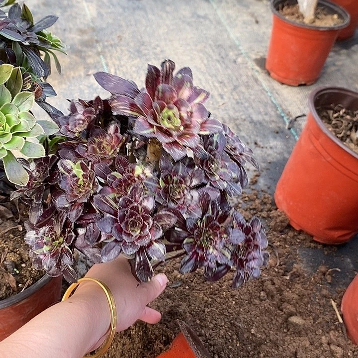 水墨丹青89多肉植物法师法师