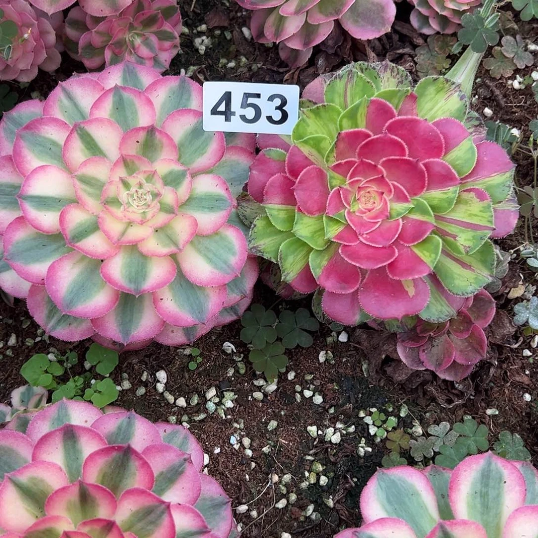 精品多肉植物453组合