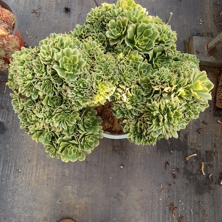 绿豆沙自然朵朵缀化