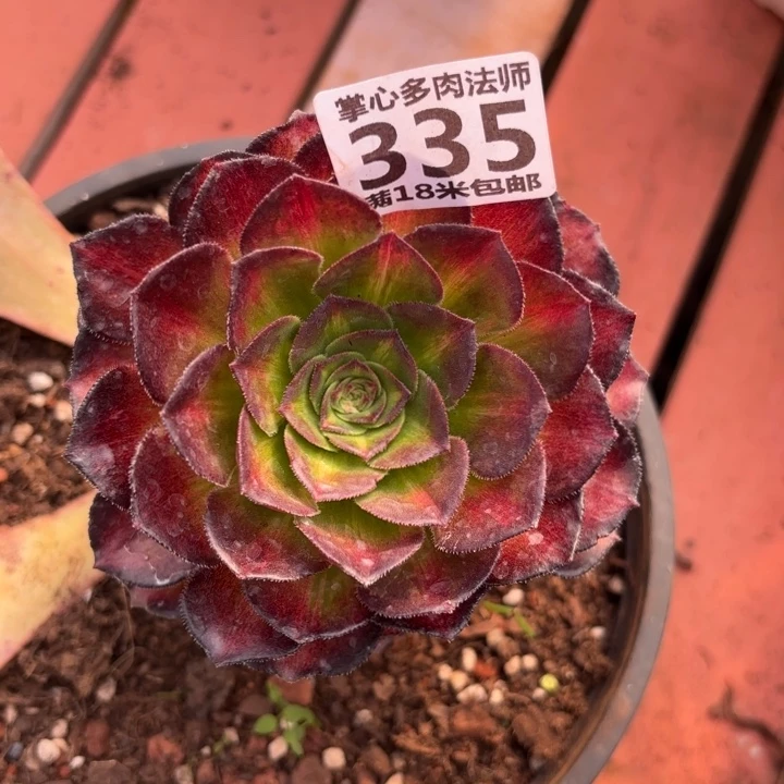 335海王七彩掌心多肉法师锦不包侧枝断枝